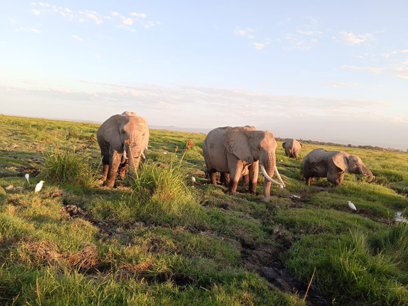 Marimpet Safaris